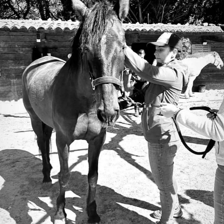 saddle fitter drome